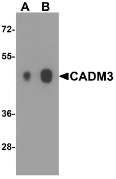 CADM3 Antibody