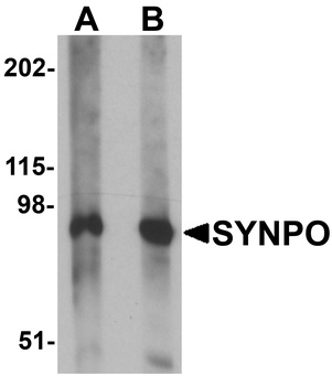 SYNPO Antibody