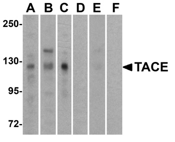 TACE Antibody