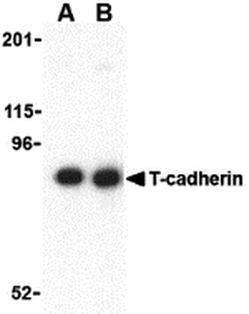 CDH13 Antibody