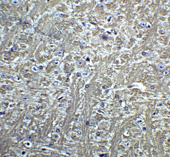 CDH13 Antibody