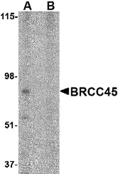 BRE Antibody