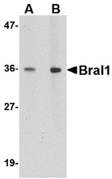 HAPLN2 Antibody