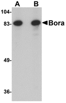 BORA Antibody