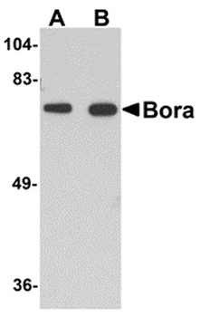BORA Antibody
