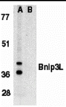 BNIP3L Antibody