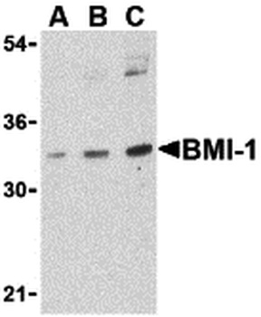 BMI1 Antibody