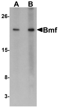 BMF Antibody