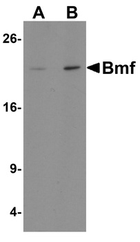 BMF Antibody