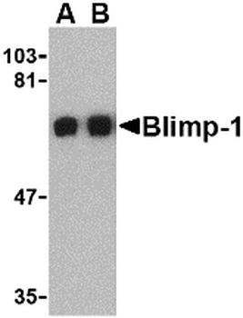 PRDM1 Antibody