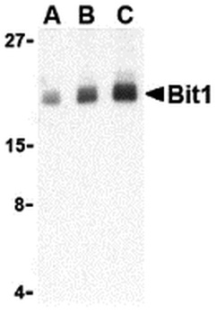 PTRH2 Antibody