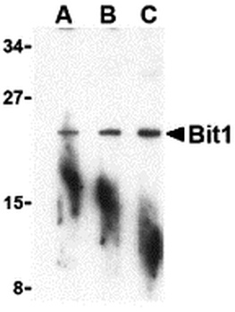 PTRH2 Antibody