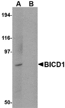 BICD1 Antibody