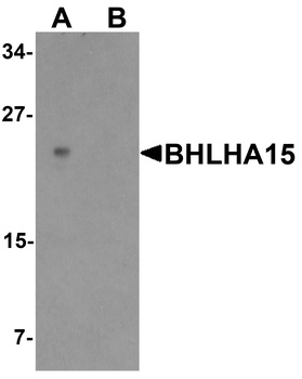 BHLHA15 Antibody