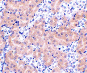 BCL2A1 Antibody