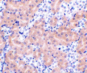 Bfl-1 Antibody