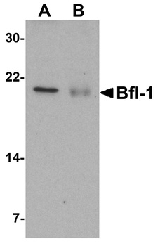 BCL2A1 Antibody