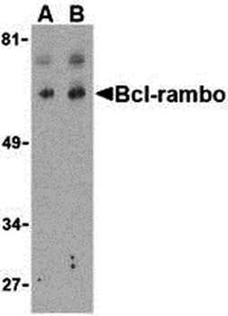 BCL2L13 Antibody