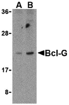 BCL2L14 Antibody