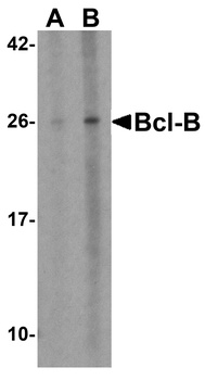 BCL2L10 Antibody