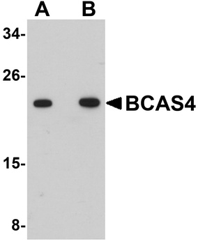 BCAS4 Antibody