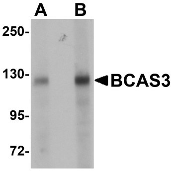 BCAS3 Antibody