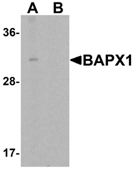 NKX3-2 Antibody