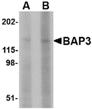 BAIAP3 Antibody