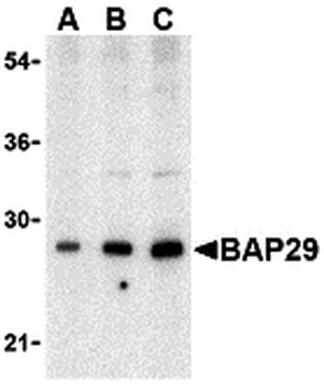 BCAP29 Antibody