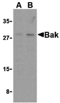 BAK1 Antibody
