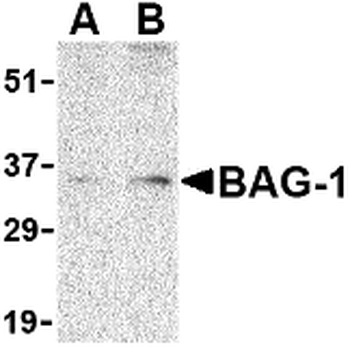 BAG1 Antibody