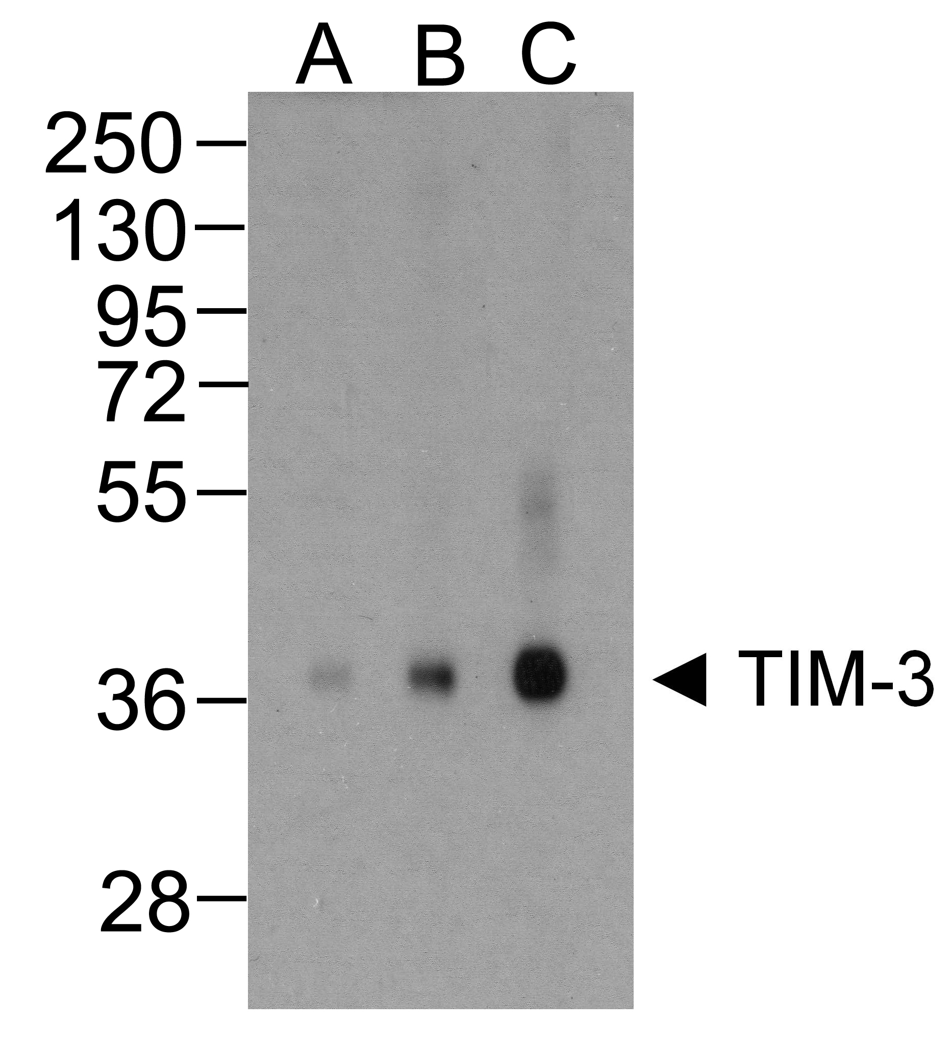 HAVCR2 Antibody