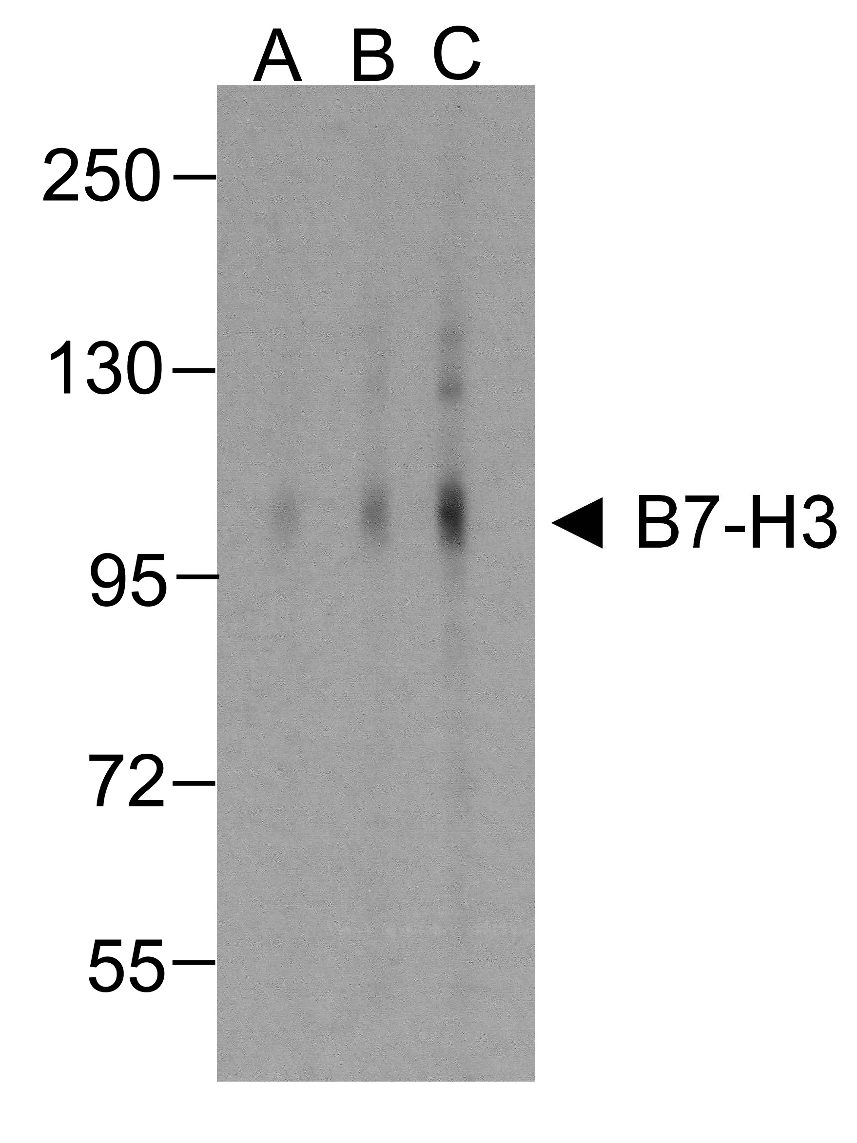 CD276 Antibody