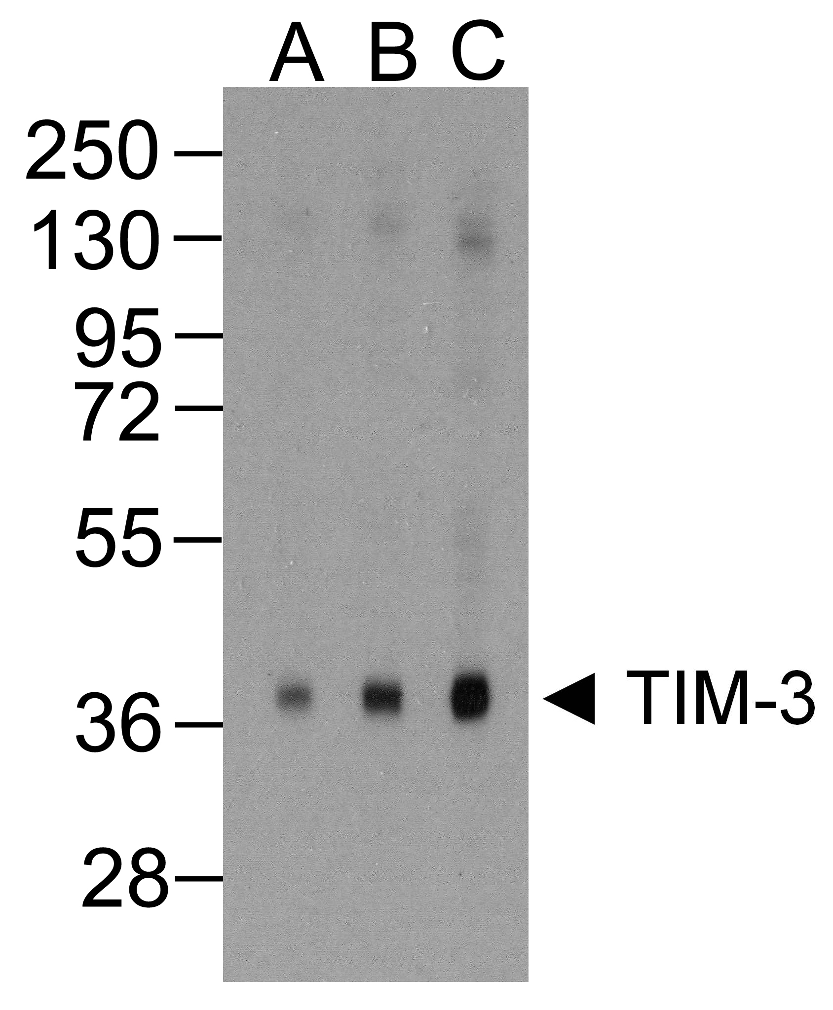 HAVCR2 Antibody