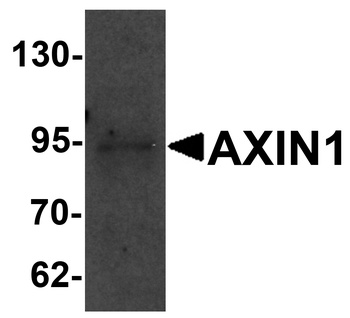 AXIN1 Antibody