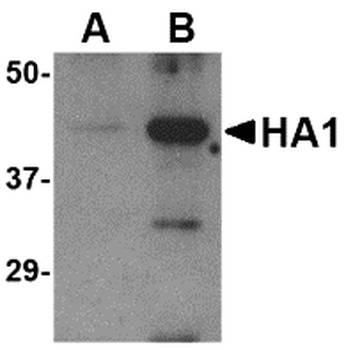 NA Antibody