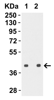 Avian Influenza H5N1 Hemagglutinin (IN2) Antibody