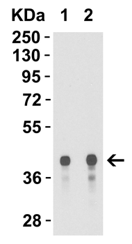 Avian Influenza H5N1 Hemagglutinin (IN1) Antibody