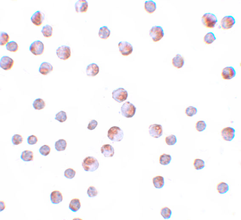 ATG9B Antibody