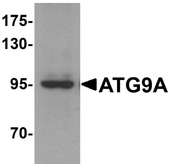 ATG9A Antibody
