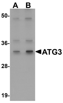ATG3 Antibody