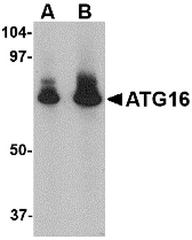 ATG16L1 Antibody
