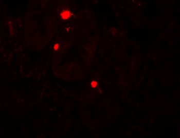 ATG14 Antibody