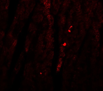 ATG13 Antibody