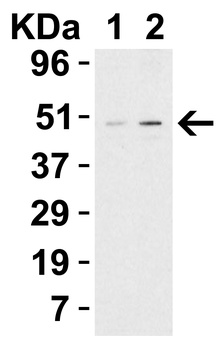 PLIN3 Antibody