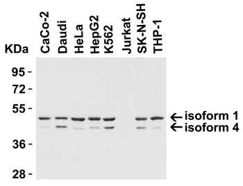 PLIN3 Antibody