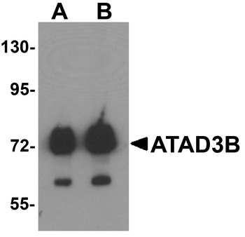 ATAD3B Antibody