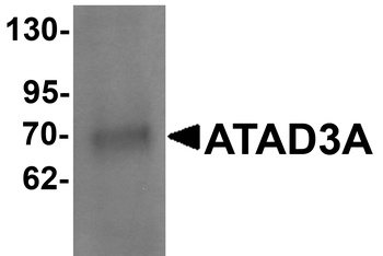 ATAD3A Antibody