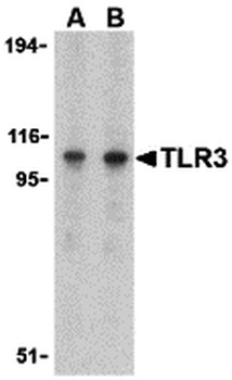 TLR3 Antibody