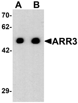 ARR3 Antibody